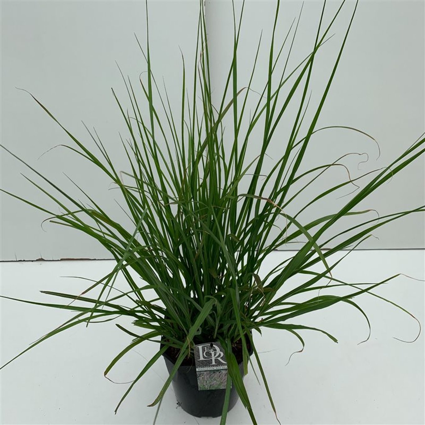 Pennisetum 'Red Head' - C5